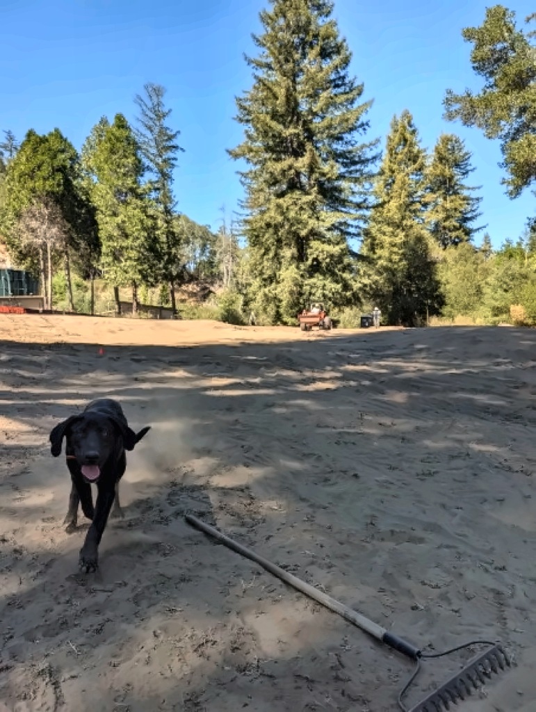Banjo running across the raked 17th fairway toward the camera, with a rake on the ground