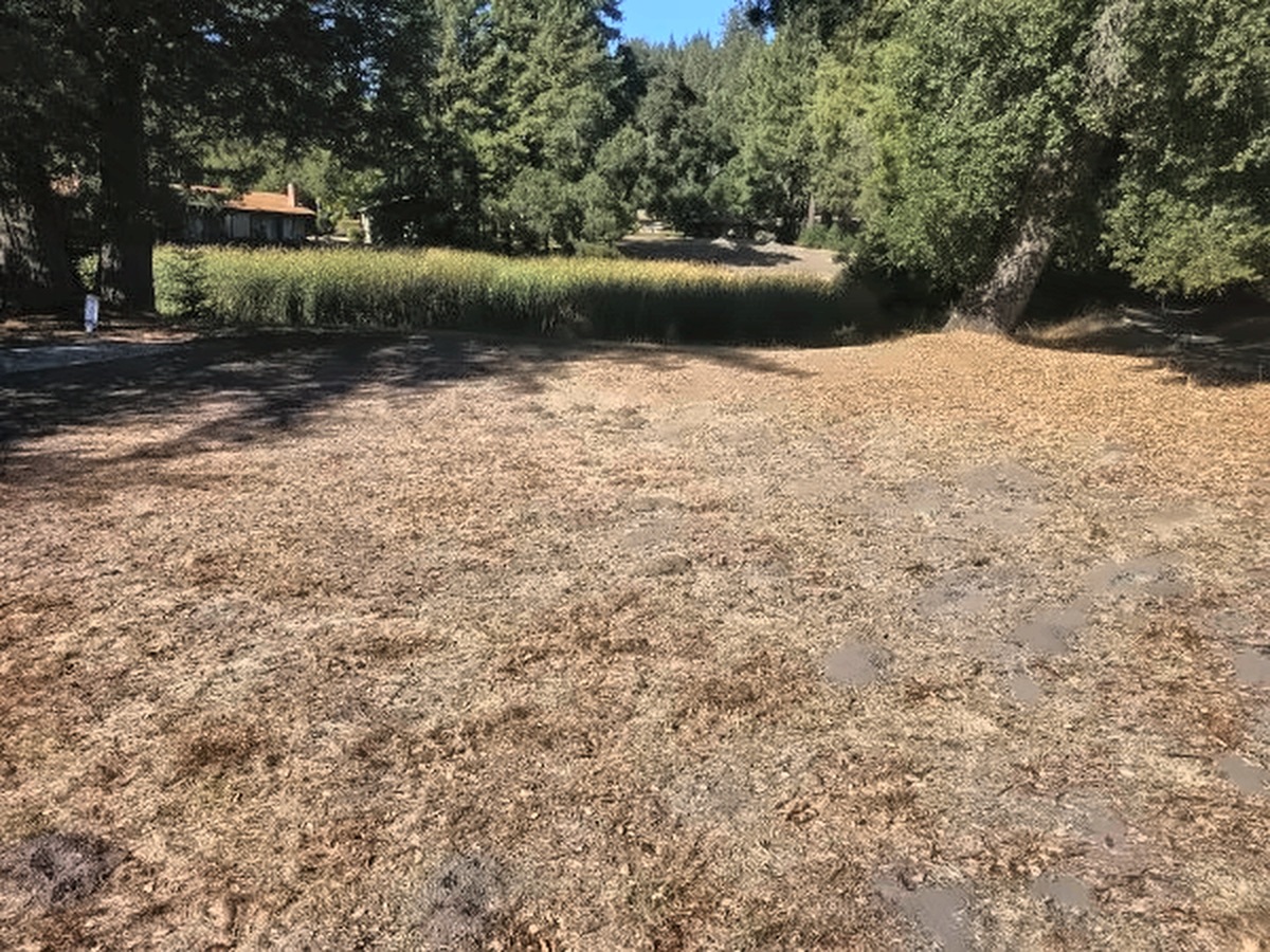 The 11th tee box covered in redwood needles, with tall grass, a cottage, and redwoods beyond