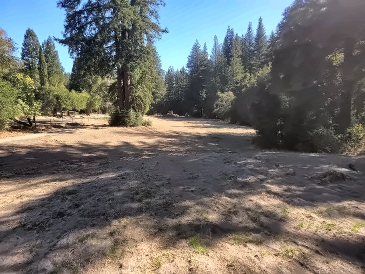 Looking down the raked 16th fairway toward a tall redwood, with forest on both sides