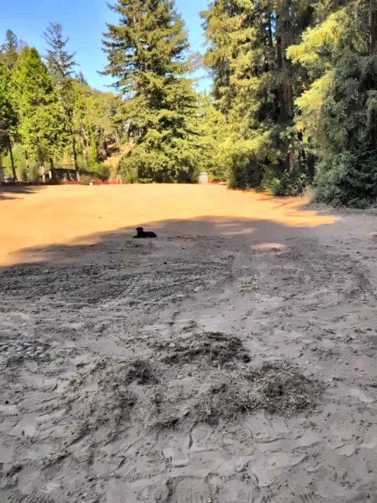 Raked debris piles in the foreground of a graded back nine fairway, with Banjo resting in the shade