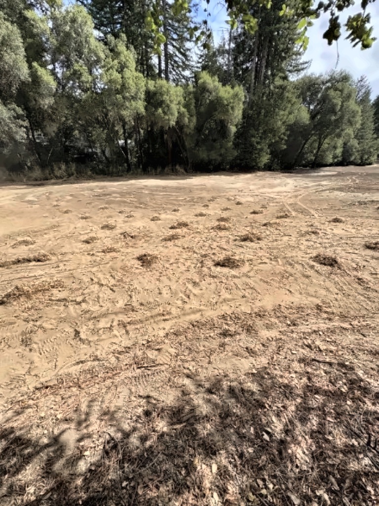 Rows of small rake piles across a freshly graded fairway on the back nine, with oaks and redwoods behind